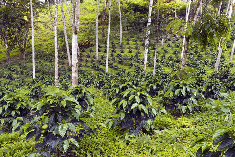 coffee bushes in a shade-grown organic coffee plantation on the western slopes of the Andes in Ecuador