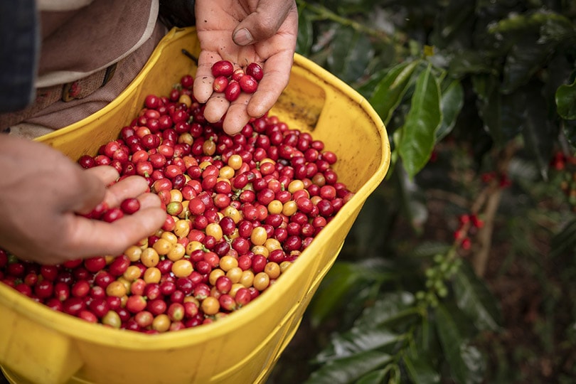 farmer harvesting coffee berries